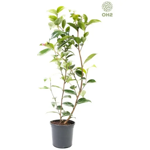 "Blooming Camellia XL shrub 'Japan image"