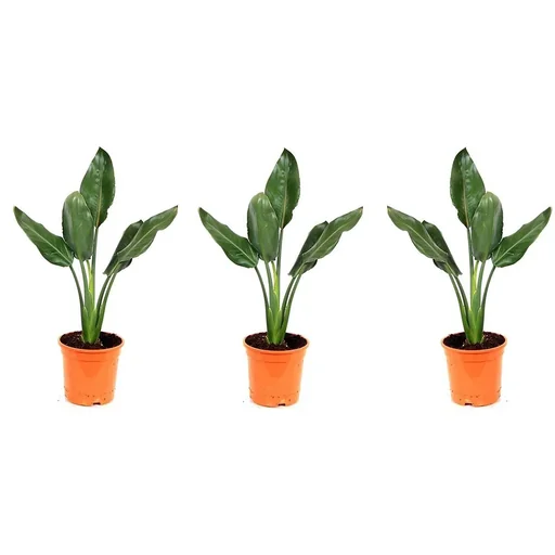 "Flower-up Exotic Bird of Paradise Plant - Strelitzia reginae - 3 plants - 25-38cm - for indoor and outdoor use image"