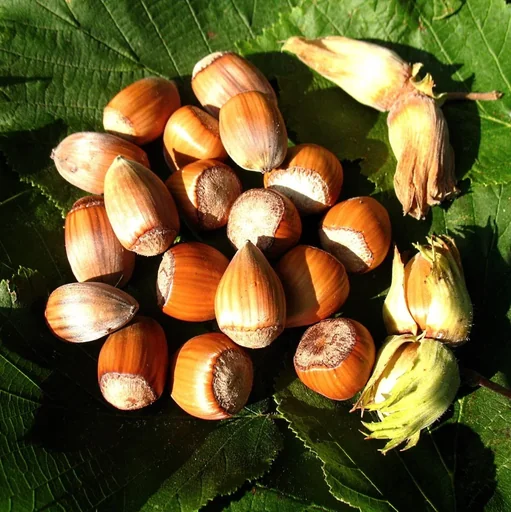 "Hazelnut "Nottingham Fertile", 7.5L container image"