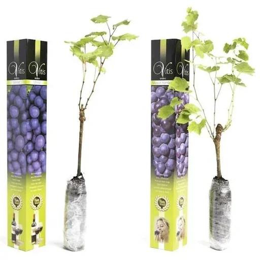 "Flower-up Grapevines - 2 pieces - Blue Grapevine Set (1x Blauer Muskateller Hamburg, 1x Blauer Merlot) image"