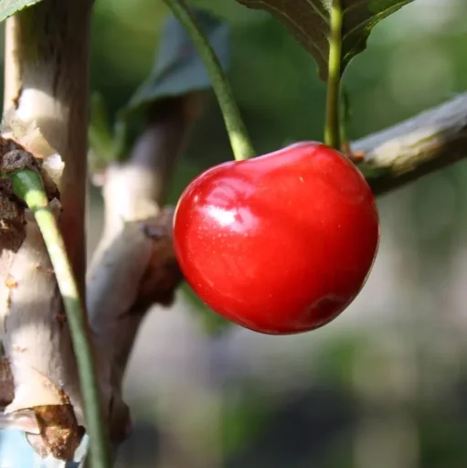 "Sour cherry "Karneol" bush, in a 10L container, sweet and sour and aromatic in taste image"