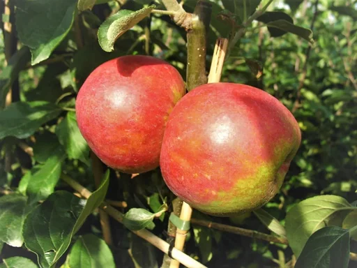 "Apple "Red Boskoop" half-standard, in a 10L container image"