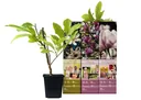 Flower-up 3er-Set Magnolie 30-40 cm