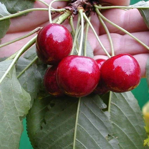 "Sweet cherry "Hedelfinger" half-standard, in a 10L container, sweet and tasty image"