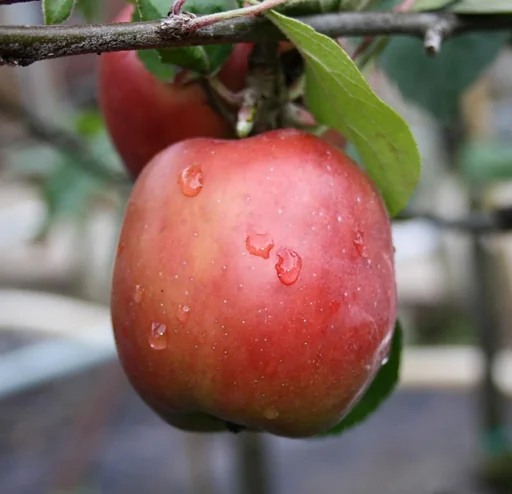 "Apple "Gravensteiner" Spindelbusch, in a 5L container image"
