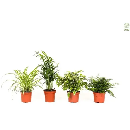 "Flowering Acer mixed set -of 4 Jap image"