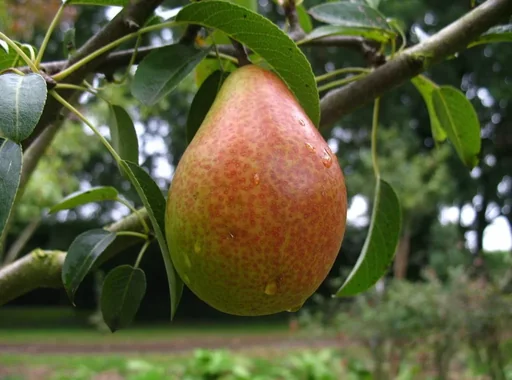 "Pear "Gute Luise" bush, in a 10L container, juicy sweet flesh with pleasant acidity image"
