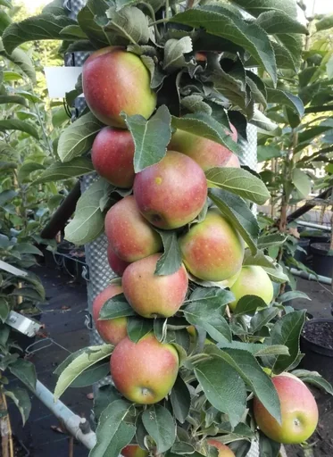 "Columnar apple "Redcats", 7.5L container, firm fruit, firmly hanging, sweet, yet acidic image"
