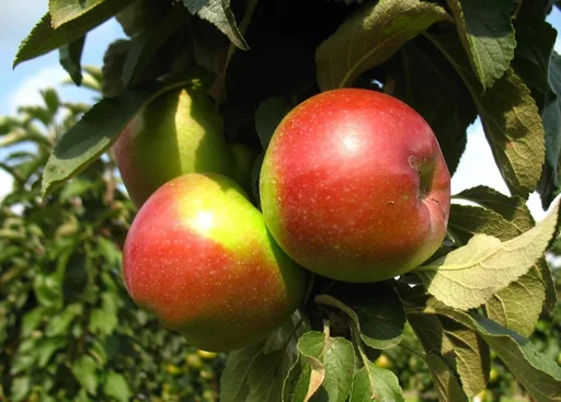 "Columnar apple "Red River", 7.5L container, large, juicy fruit with fine acidity and spicy aroma image"