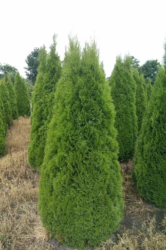 "Emerald Tree of Life - Thuja occidentalis - 7.5 L pot 80-100 cm image"