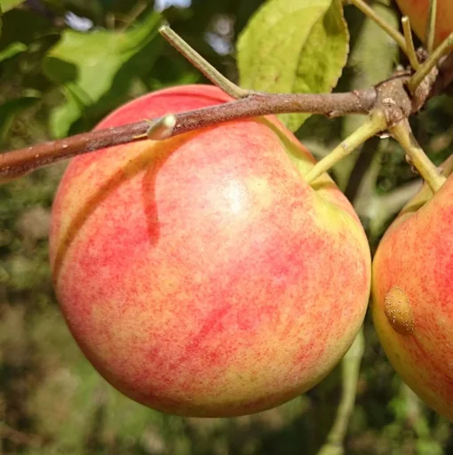 "Apple "Geh. Oldenburg" bush, in a 10L container image"