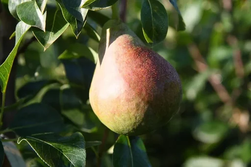 "Columnar pear "Decora", 7.5L container, sweet and aromatic, excellent taste image"