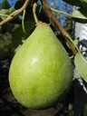 Pear "Köstliche v. Charneux" bush in a 10L container, sweet to slightly sour autumn pear