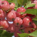 Ornamental Apple Red Sentinel Malus - 7 L Pot 80-100 cm