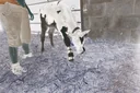Leg splint for calves