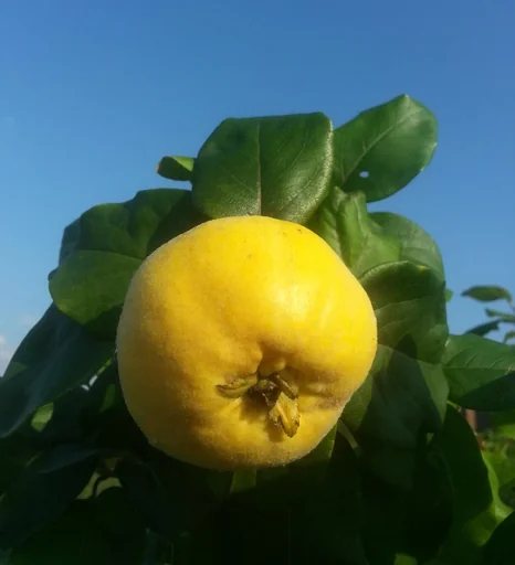 "Quince "Konstantiner Apfelquince" bush, 10L container image"