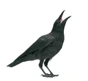 Magpie and crow trap, 60 x 60 x 45 cm