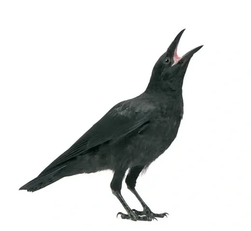 "Magpie and crow trap, 60 x 60 x 45 cm image"