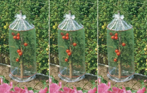 "Tomato protective covers (set of 3) image"