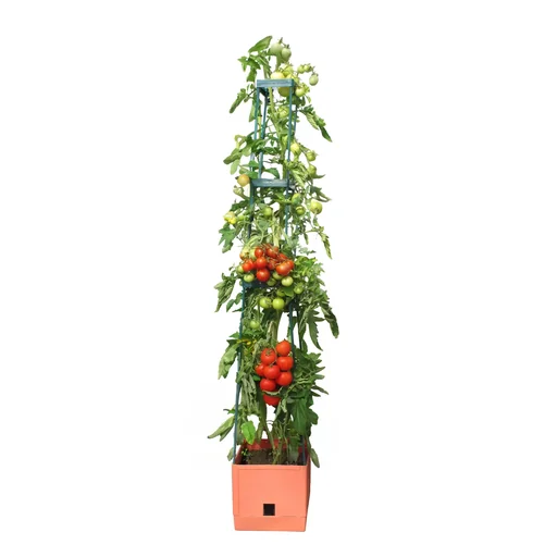 "Planting tower "Maxitom" with trellis & irrigation image"