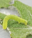 Caterpillar glue 5 kg - the ideal protection for your trees