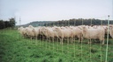 Combi 90 cm with double tip, 50 m