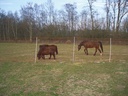Mustang 145 cm with double tip, 50 m