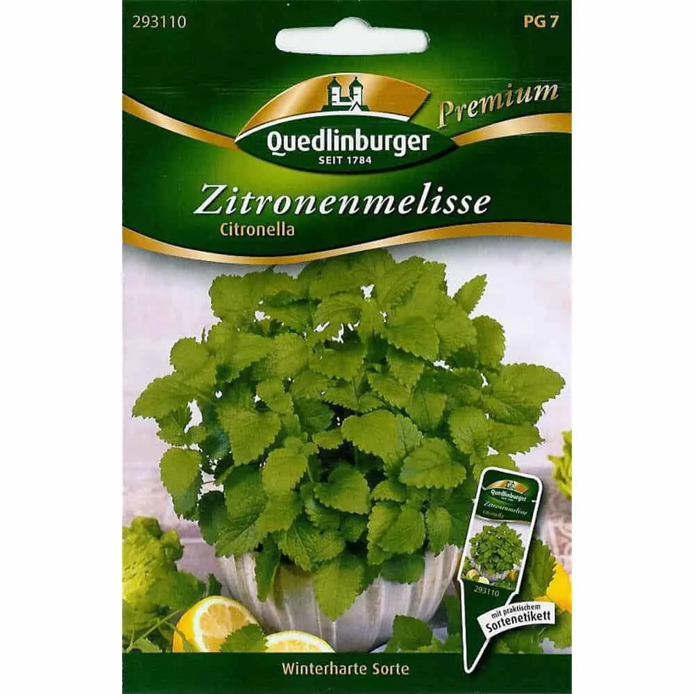 "Lemon Balm Plant, Citronella Plant, Perennial Herb - Grow Your Own! image"