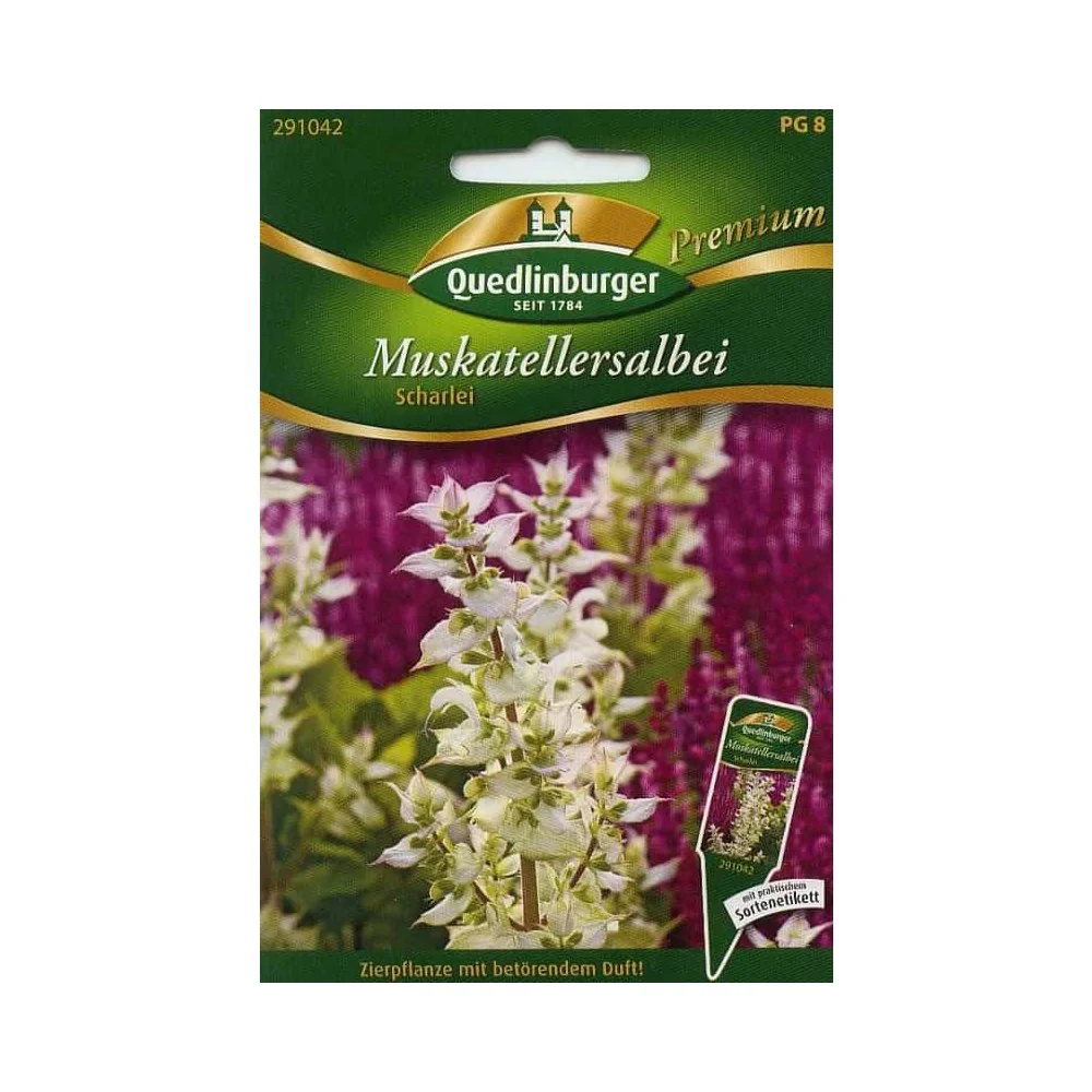 Buy Clary Sage Seeds - Salvia Sclarea