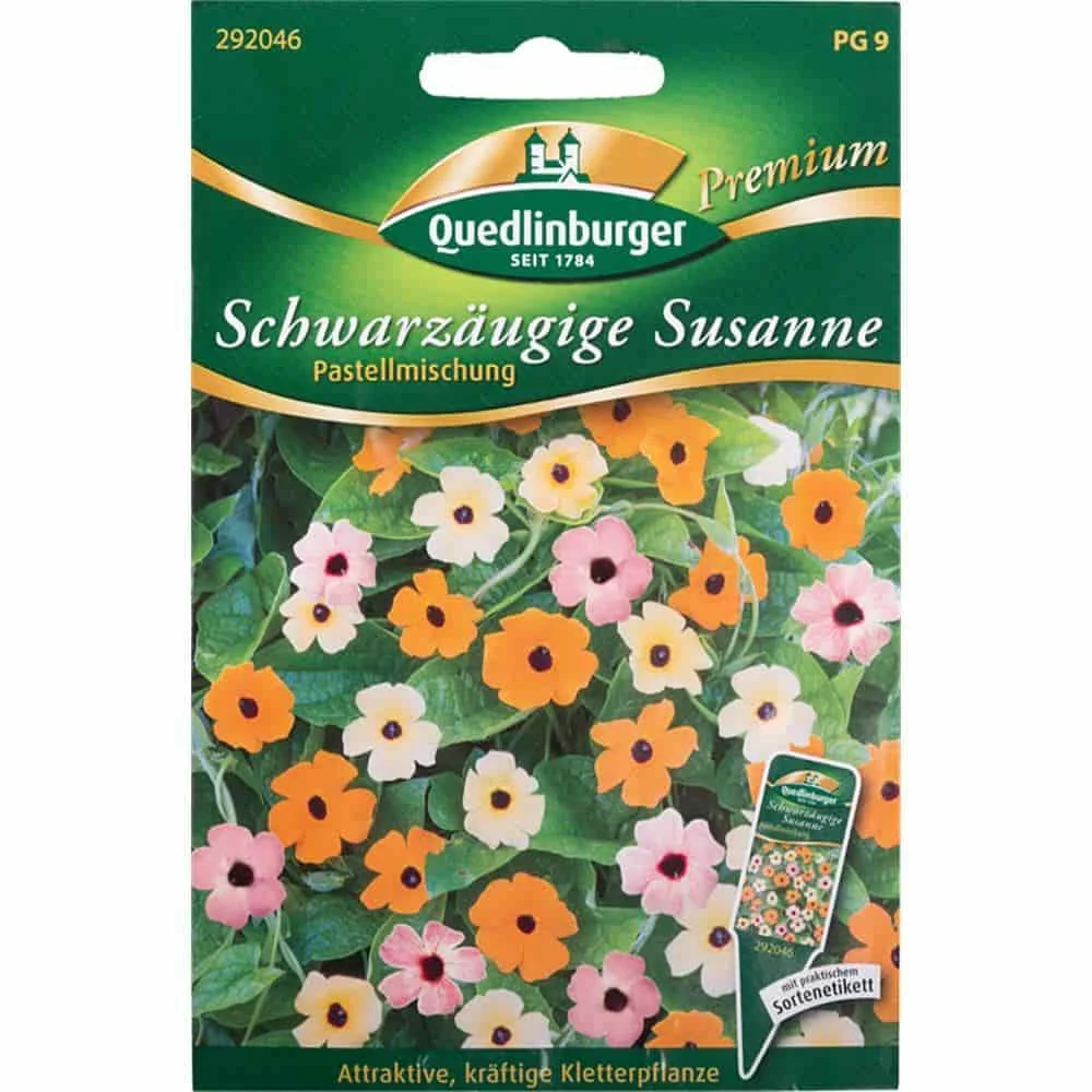 "Black-Eyed Susan Vine Seeds - Pastel Climbing Flowers image"