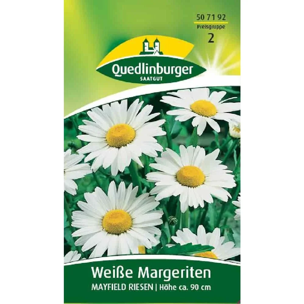 Buy White Daisy Plants - Mayfield Giant Perennial Daisies