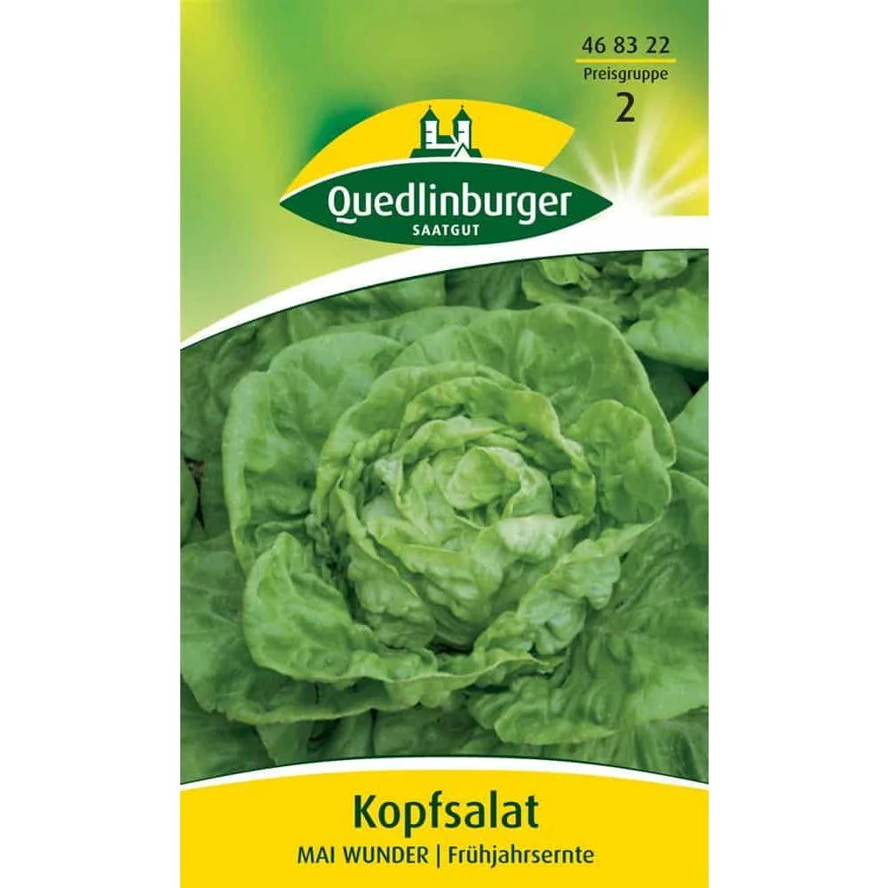 "Head lettuce, variety Mai Wunder image"