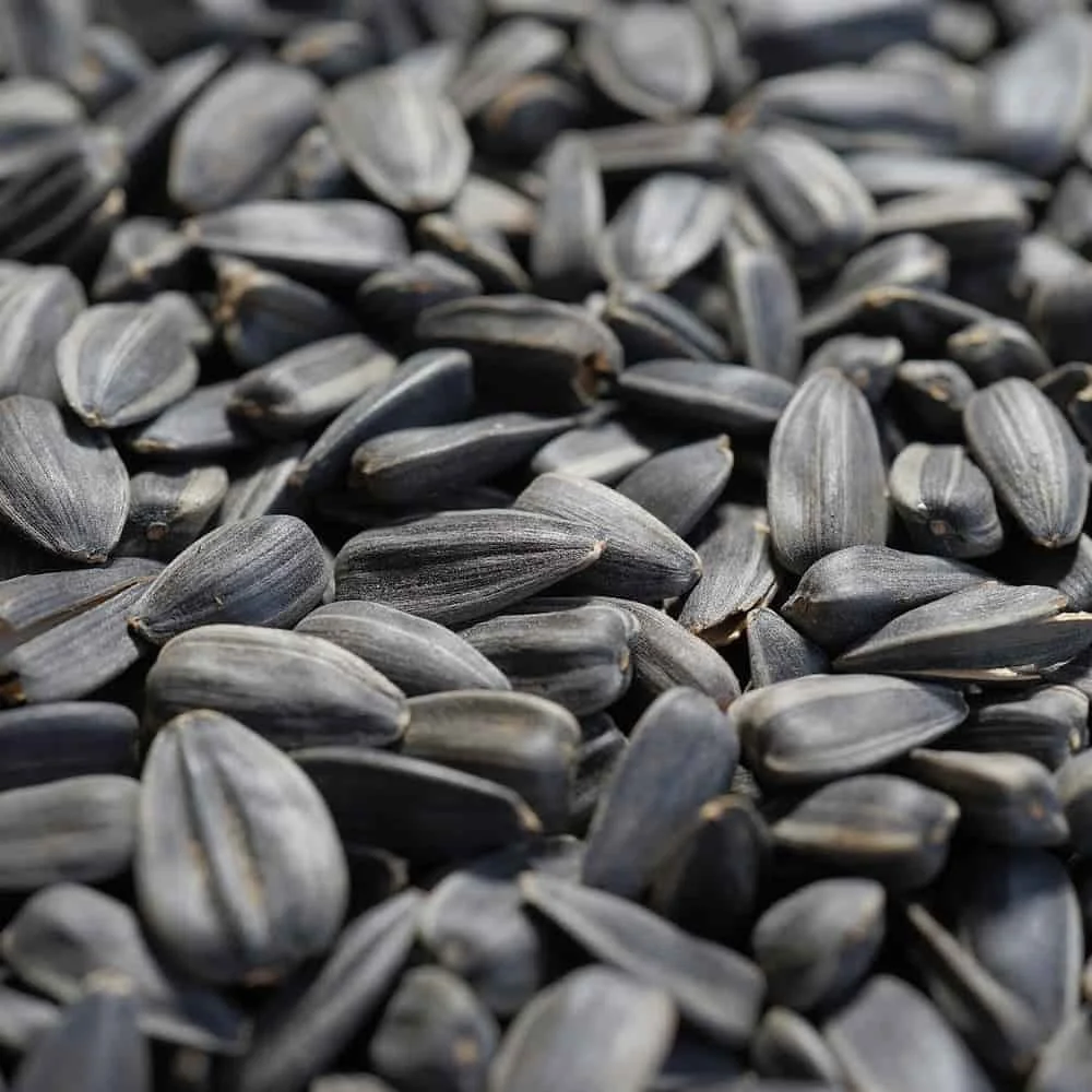 "Sunflower Seeds 20kg, Black Oil, Bird Food image"