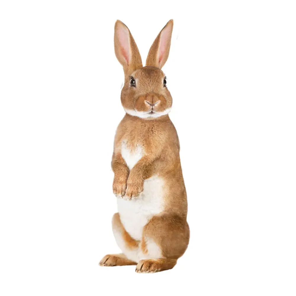 "KEK Amsterdam Wall Sticker Forest Friends Hase, Size: 43 x 118 cm image"