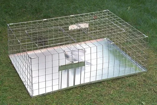 "pigeon trap image"