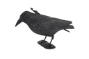 Pigeon Scarer Raven