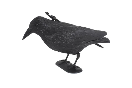 "Pigeon Scarer Raven image"