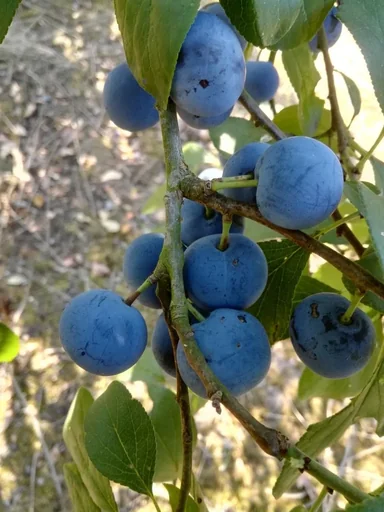 "Plum "Zibarte" bush, in 101L container, wild plum, high yield image"