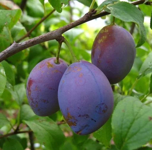 "Plum "Hauszwetsche" bush, in 10L container, easy to stone, very good taste image"