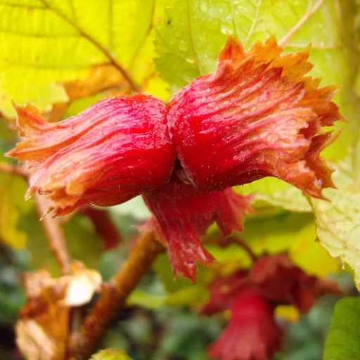 "Hazelnut "Red Zellernuss", 7.5L container image"