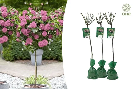 "Flower set with 3 XXL roses in pink 120-140 cm image"