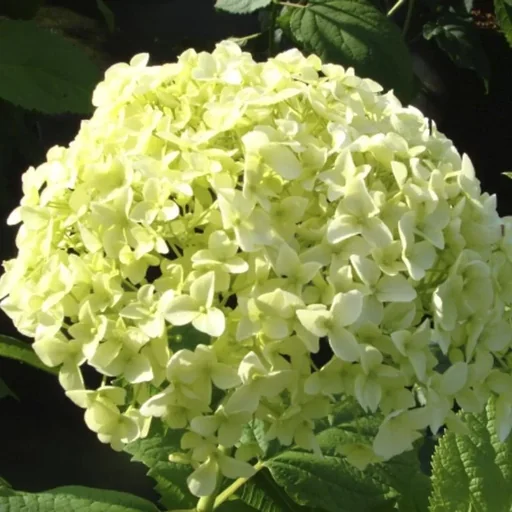 "Hydrangea arborescens Annabelle (Proven Winners) - 12 L pot, 80-100 cm image"