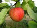 Apple "Cox Orange" half-standard, in a 10L container