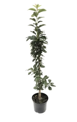 "Columnar sour cherry "Jachim", 7.5L container, good, balanced taste image"