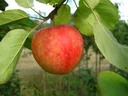 Apple "Cox Orange" spindle bush, in a 5L container