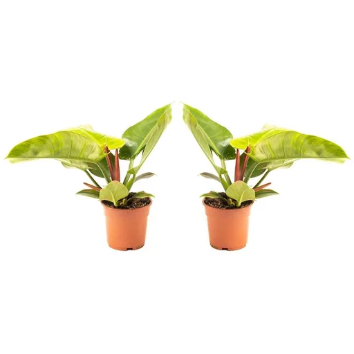 "Blooming Philodendron Imperial Green Large - 50-60 cm - 2 pieces image"