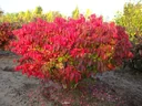Winged spindle tree Compactus - Euonymus alatus - 12 L pot 60-70 cm