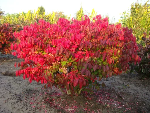 "Winged spindle tree Compactus - Euonymus alatus - 12 L pot 60-70 cm image"