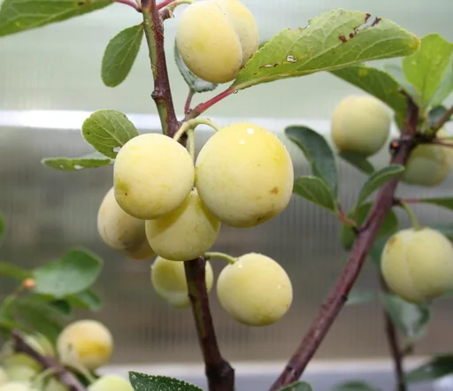 "Mirabelle "Nancy Mirabelle" half-stem, in a 10L container, sweet and aromatic, good taste image"