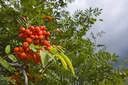 Common Rowan Sorbus aucuparia - 7.5 L pot 80-100 cm